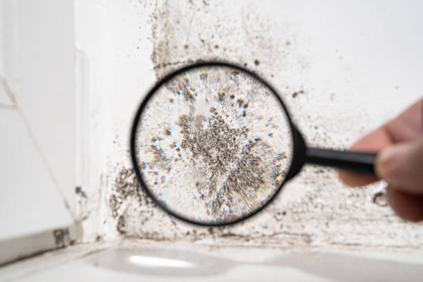 Best Environmental Consulting for Mold Prevention  in Yukon, OK